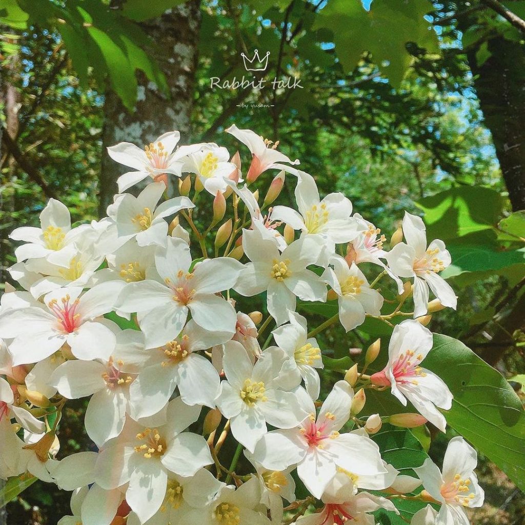 2022五月雪紛飛！全台6大「雪白油桐花毯」私房秘境輕鬆好走又好拍