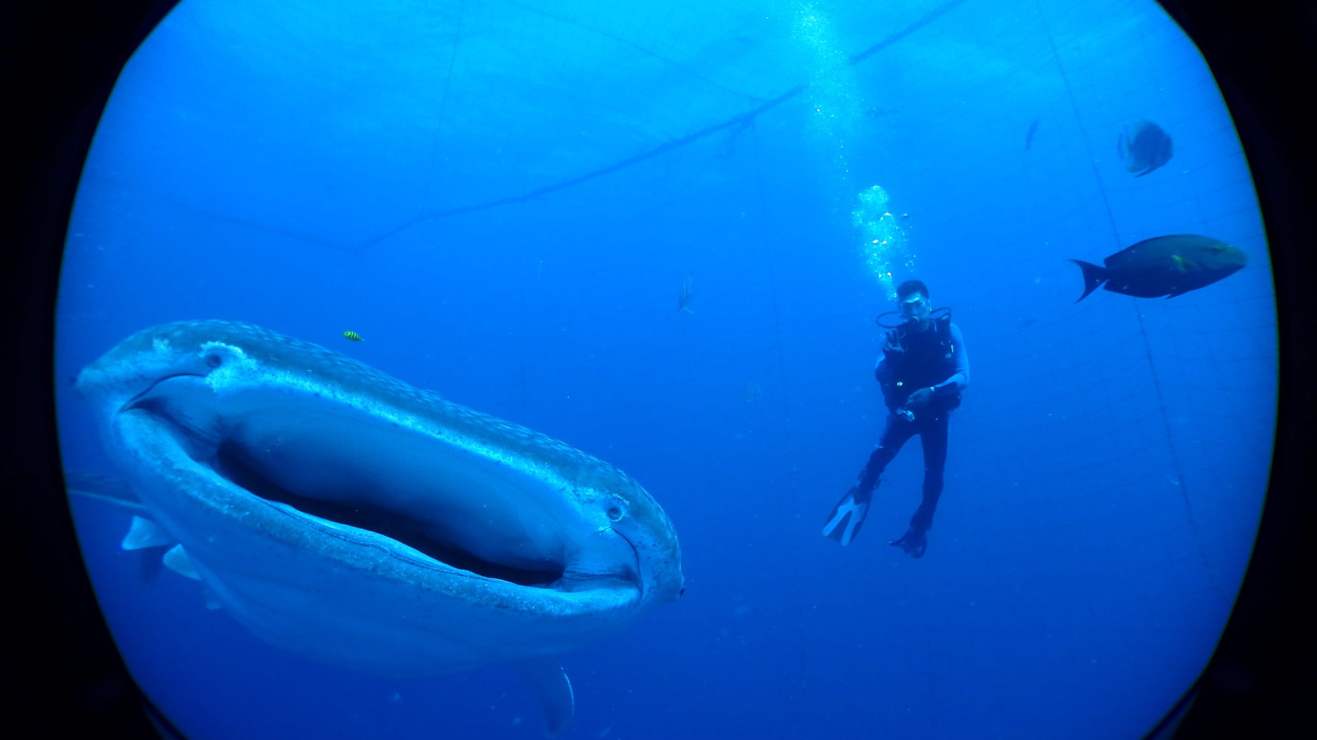 [資訊]不用跑宿霧島，沖繩也能鯨鯊共游