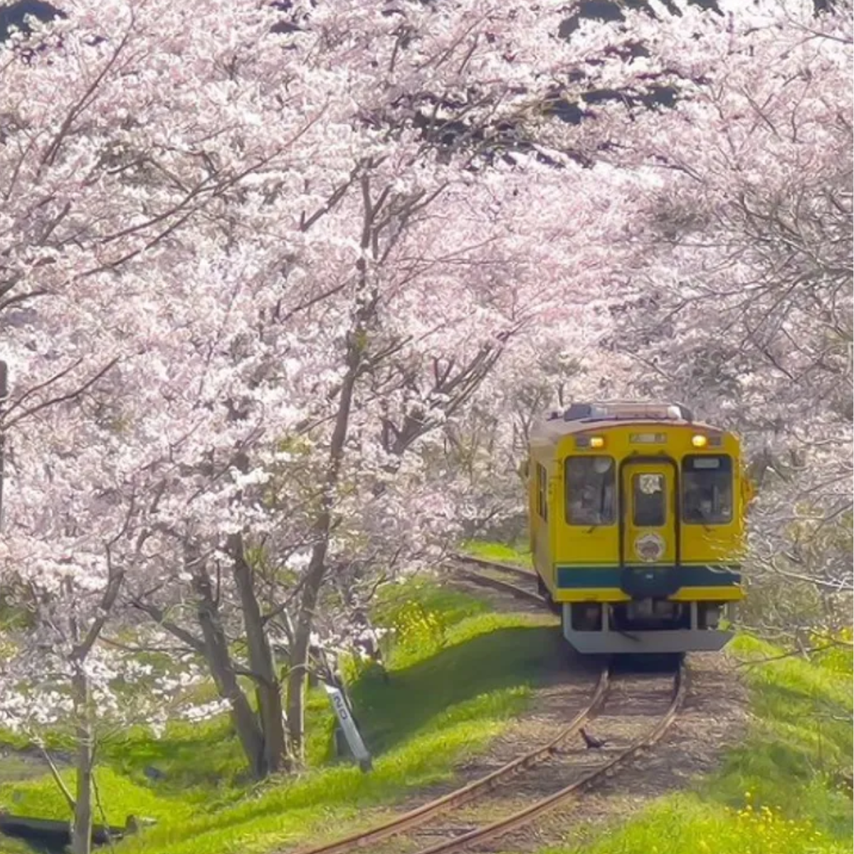 2025年お花見】東京、桜開花！満開予想最新情報公開！早春のお