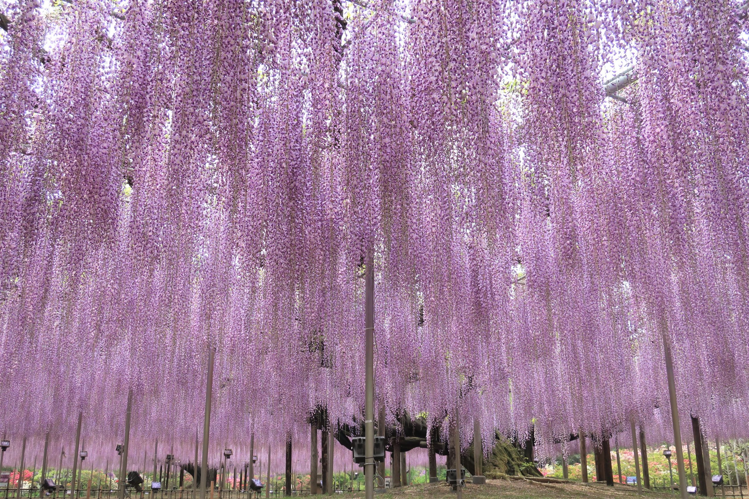 日本紫藤花2024 花期、景點推薦，東京足立花卉公園、京都水道中心別錯過！ | Funliday