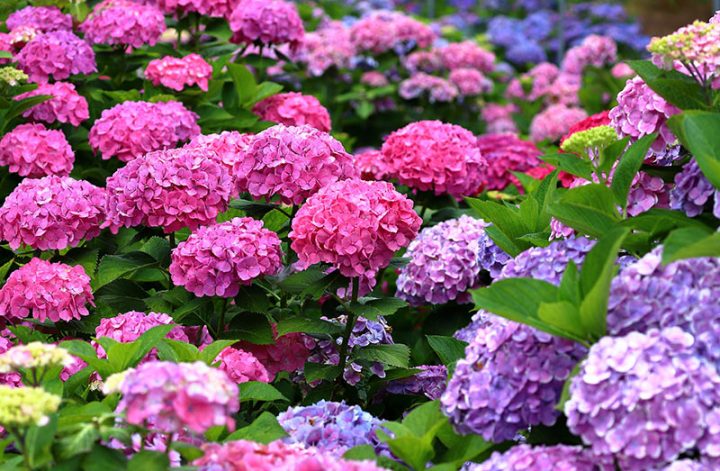 日本繡球花季來臨，快來看賞花地點