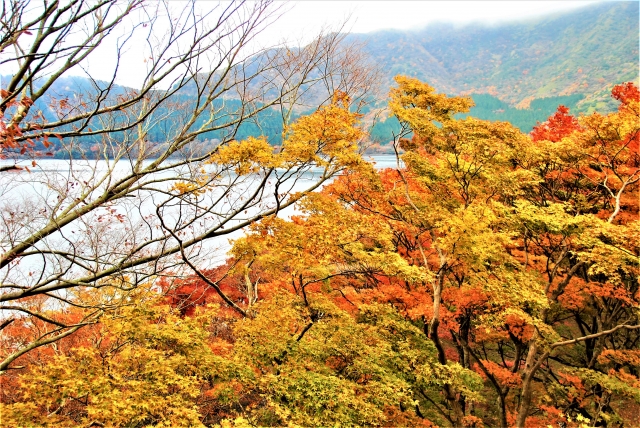 秋の 箱根路 秋の箱根路（杉並木）