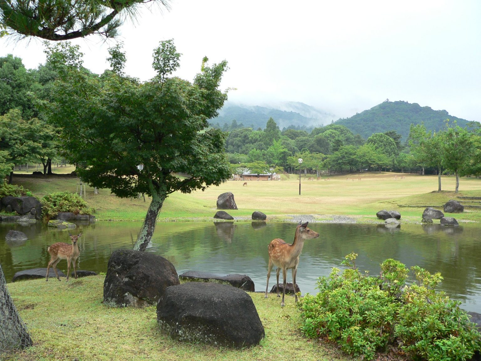 奈良一日遊散策：奈良公園餵鹿、漫步古城遺址，10個 奈良景點 推薦 | Funliday