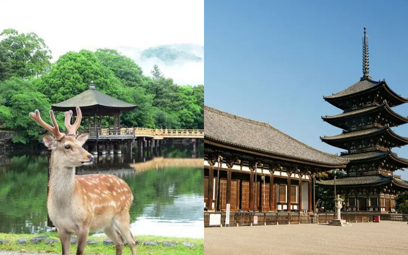2026 Nara One-Day Trip | 10 Recommended Nara Attractions: Feeding Deer ...