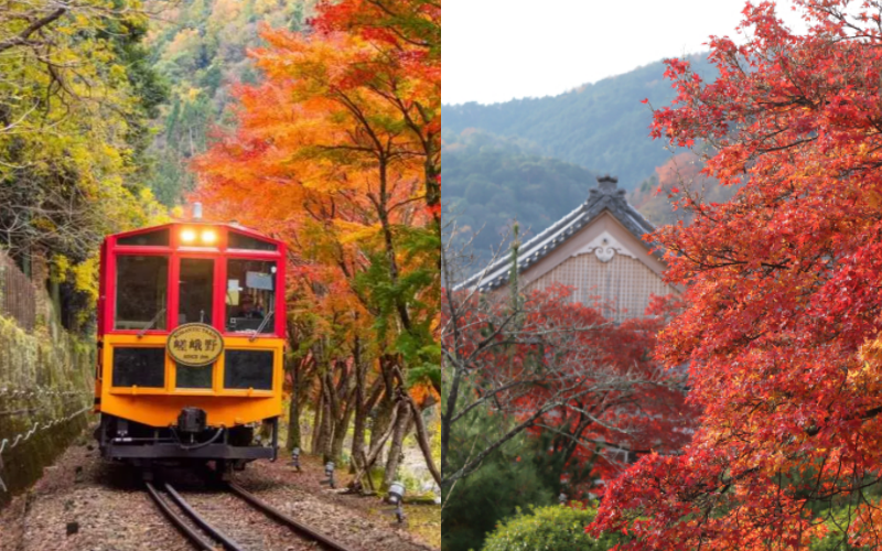 名古屋帯 京洛百景 嵐山 渡月橋 ススキ 紅葉 楓 金彩 NO-1417 京都・嵐山のシンボル的存在の渡月橋を含む周辺は絶好の紅葉スポット