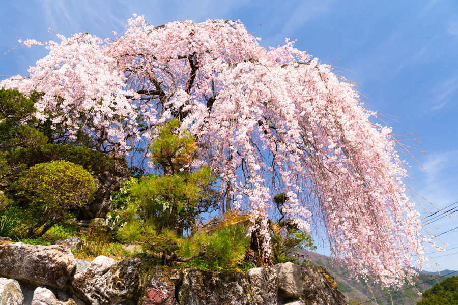 枝垂櫻様 八重枝垂櫻| Prunus pendula | 科技研花图画书