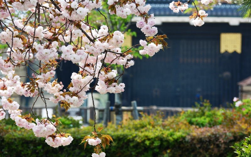 桜満開 I went on a cherry blossom viewing tour to XX, where the
