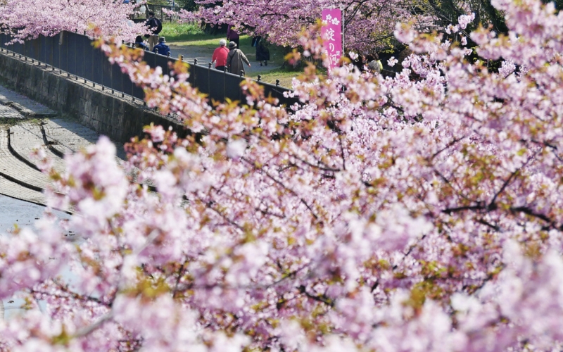 2025京都早咲き桜スポット】お花見一日モデルコース！開花予想