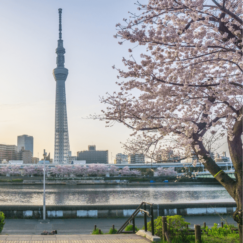 tokyosakura0114.png