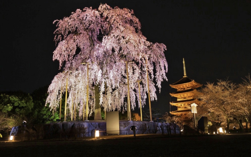 衝撃の激安コスパ・掘り出し物も 2025京都早咲き桜スポット】お花見一日モデルコース！開花予想 地図・旅行ガイド