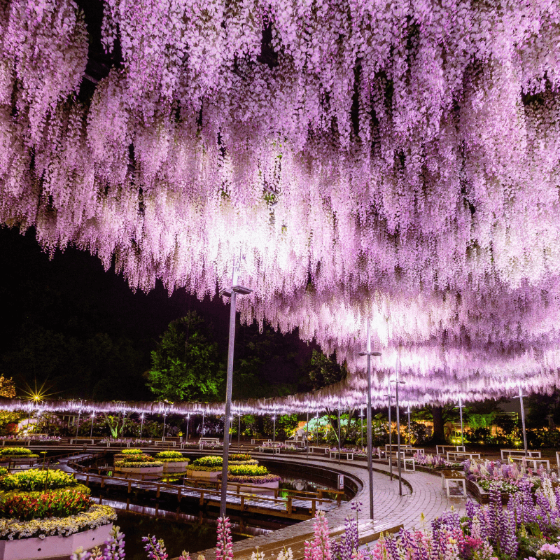 関東周辺四季の花巡り 関東周辺四季の花巡り