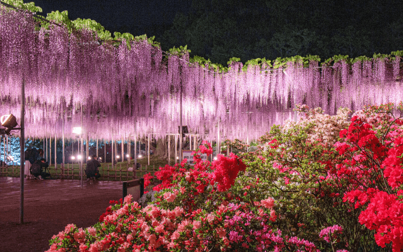 関東周辺四季の花巡り 2025GWに日帰り！関東の絶景フラワー名所18選 ネモフィラ・藤