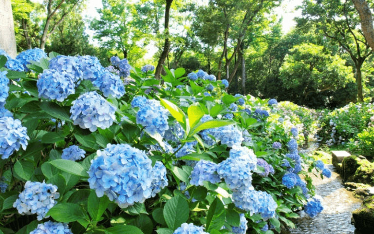 【2025年】大阪・京都・奈良の紫陽花スポット9選！梅雨の時期にインスタ映えする名所 | Funliday