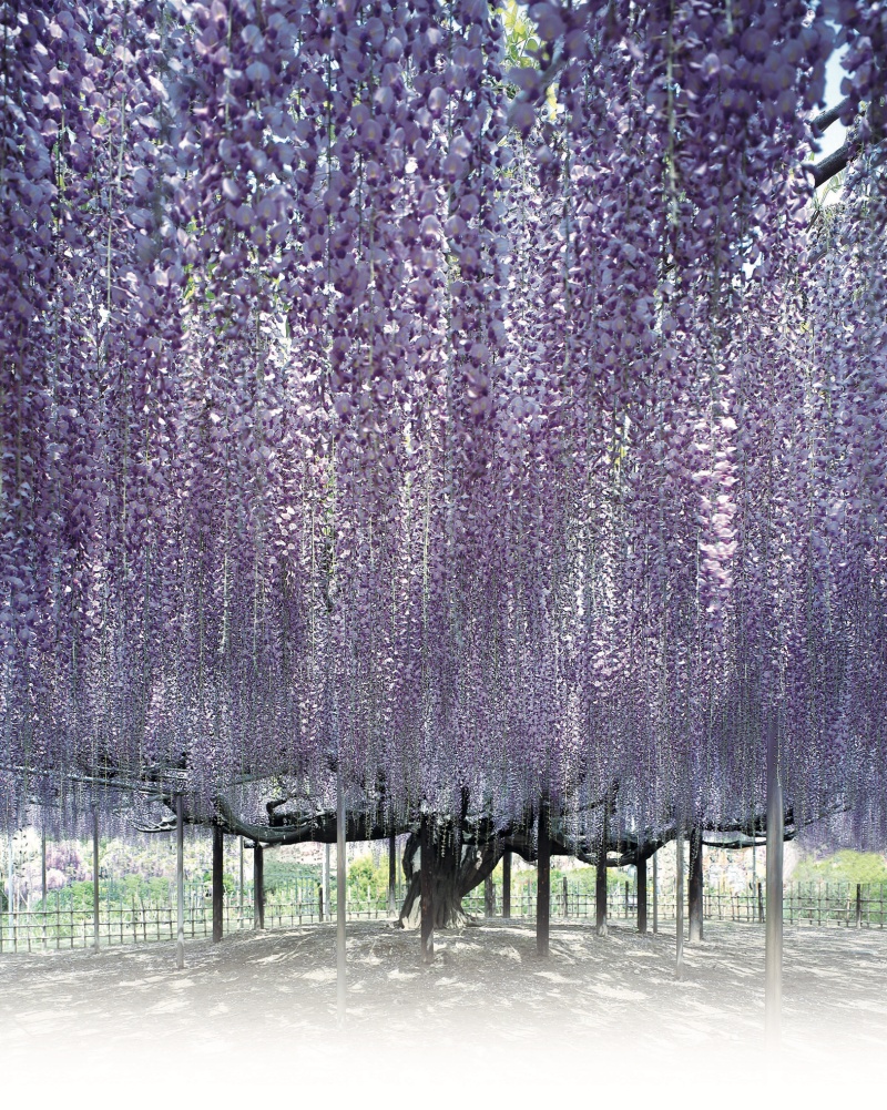 2025鬼滅之刃劇場版無限城篇|日本鬼滅之刃景點巡禮完整攻略:足利花卉公園、栃木縣