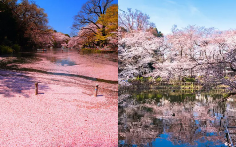 2026 Japan Cherry Blossom Forecast | Best Times to See Sakura in Tokyo ...