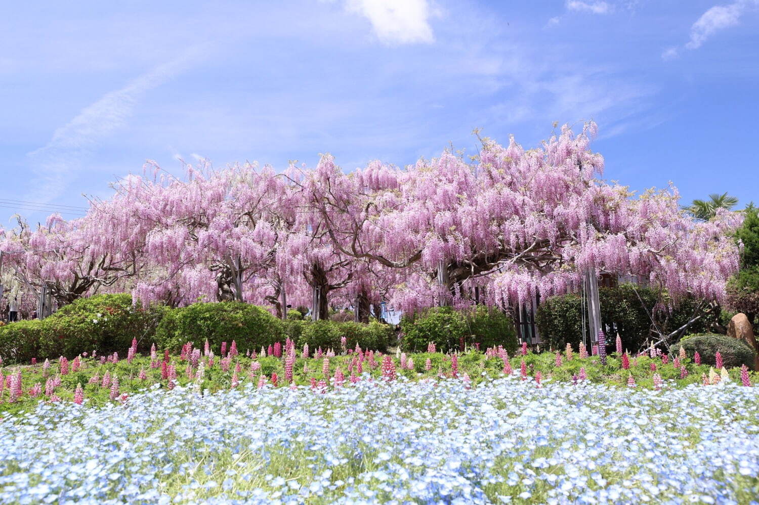 2026年】広島・藤の花名所せらふじ園「ふじとルピナスまつり」開催